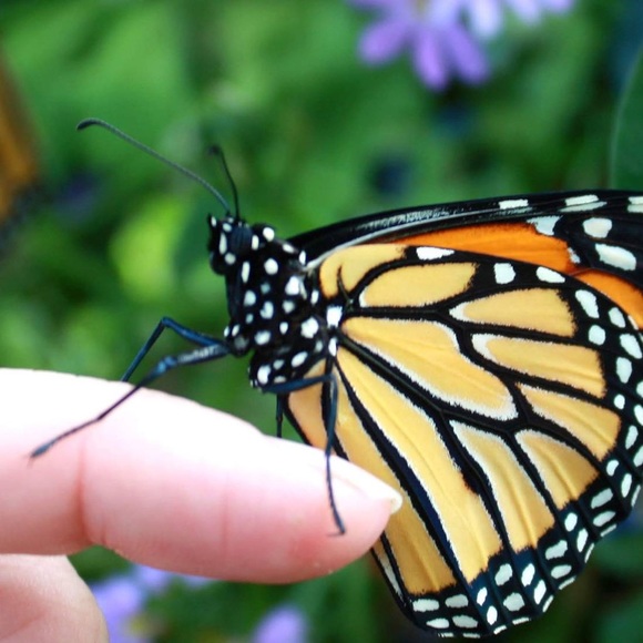 Meet your Posher, Nina - Picture 1 of 1